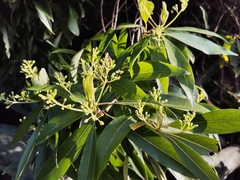 Machilus