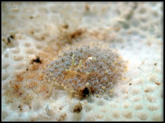 Phestilla lugubris