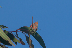 Hypochrysops ignitus