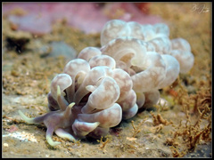 Phyllodesmium magnum
