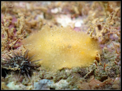 Doriopsis granulosa