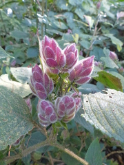 Strobilanthes heyneana