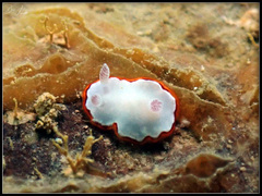 Goniobranchus rubrocornutus