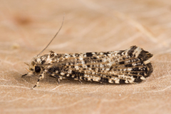 Morophaga choragella