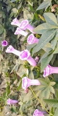Magnoliopsida
