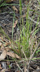 Panicum effusum