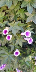 Magnoliopsida