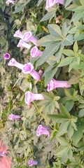 Magnoliopsida