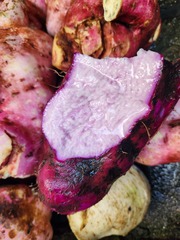 Dioscorea esculenta spinosa