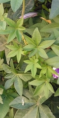 Magnoliopsida