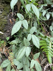 Tetrastigma formosanum