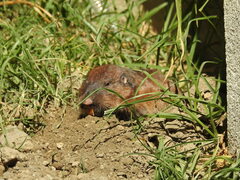 Cratogeomys planiceps