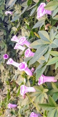 Magnoliopsida