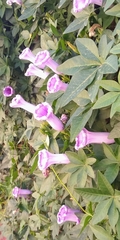 Magnoliopsida