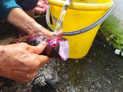 Dioscorea esculenta spinosa