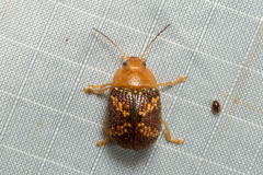 Paropsis aspera
