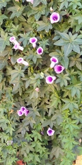 Magnoliopsida