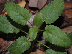 Stachys floridana