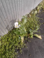 Papaver somniferum somniferum