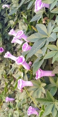 Magnoliopsida