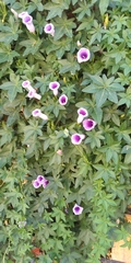 Magnoliopsida