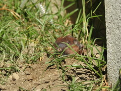 Cratogeomys planiceps