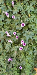 Magnoliopsida