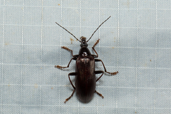 Alleculina