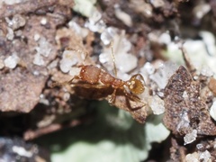 Pheidole bilimeki