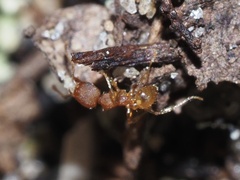 Pheidole bilimeki