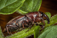 Sphenophorus venatus