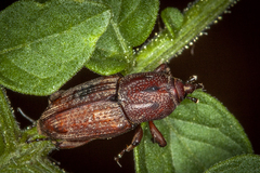 Sphenophorus venatus