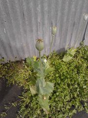 Papaver somniferum somniferum