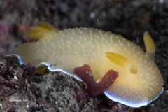 Doriopsilla spaldingi