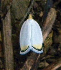 Tortricoidea