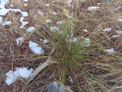 Yucca glauca