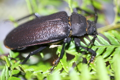 Paroplites edwardsii