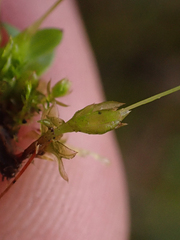 Funaria hygrometrica