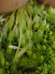 Funaria hygrometrica