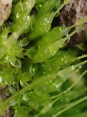 Funaria hygrometrica