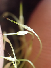 Funaria hygrometrica