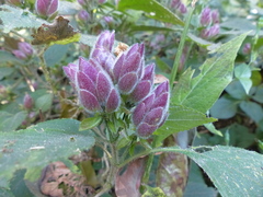 Strobilanthes heyneana