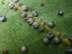 Euthoracaphis umbellulariae