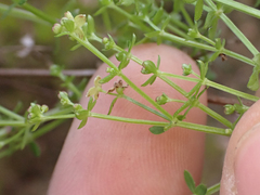 Galium porrigens