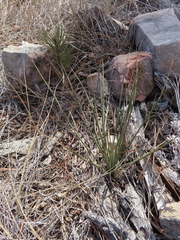 Yucca glauca