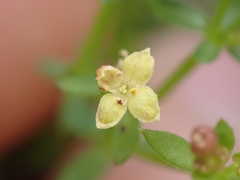 Galium porrigens