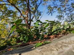Ficus pumila