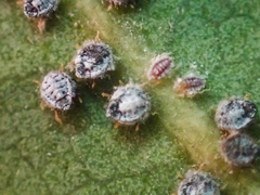 Euthoracaphis umbellulariae