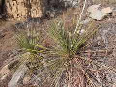 Yucca glauca