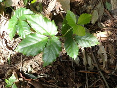 Tetrastigma hemsleyanum
